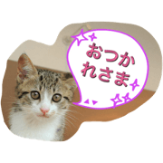 cats-go-go-go cats-go-go-go