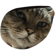 tsujiscats tsujiscats