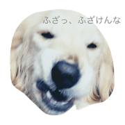 dog is name koume dog is name koume