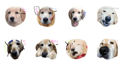 dog is name koume dog is name koume