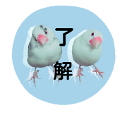 real java sparrow real java sparrow
