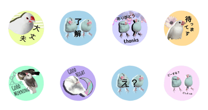 real java sparrow real java sparrow