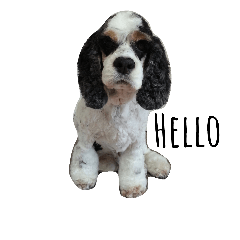 "Hello" and "Thank you" dogs