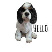 "Hello" and "Thank you" dogs