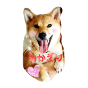 daily life of shibainu hi-chan daily life of shibainu hi-chan
