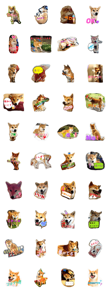 daily life of shibainu hi-chan daily life of shibainu hi-chan