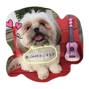 shihtzu ponta shihtzu ponta