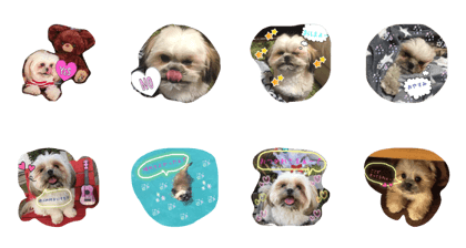 shihtzu ponta shihtzu ponta