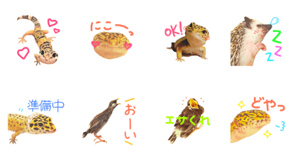 my little animals my little animals