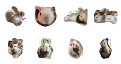 2 of rabbit. 2 of rabbit.