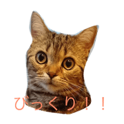 catcatcat(=^x^=) catcatcat(=^x^=)