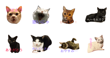 catcatcat(=^x^=) catcatcat(=^x^=)