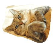 I'm mineko I'm mineko