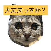 Cats 1