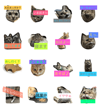 Cats 1