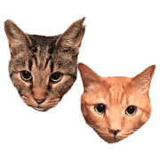 Shin and Kai Shin and Kai