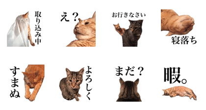 Shin and Kai Shin and Kai