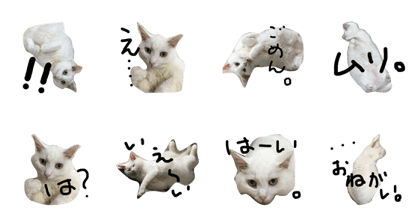 white cat  DAIFUKU