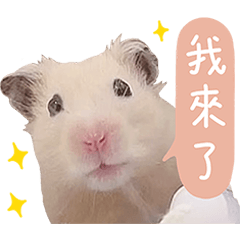 鼠鼠男子宿舍-日式豬排配奶茶
