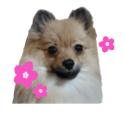 pome-tetunosuke #5 pome-tetunosuke #5