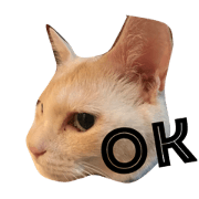 SYUSYU_cat SYUSYU_cat