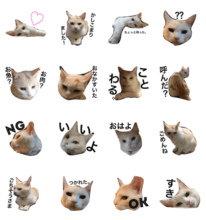 SYUSYU_cat SYUSYU_cat