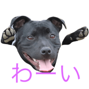 staffordshirebullterrier staffordshirebullterrier