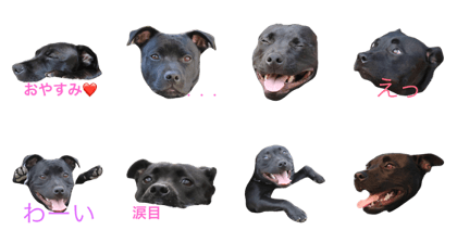 staffordshirebullterrier staffordshirebullterrier