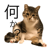 Grumpy Cat "Mercoledi" Grumpy Cat "Mercoledi"