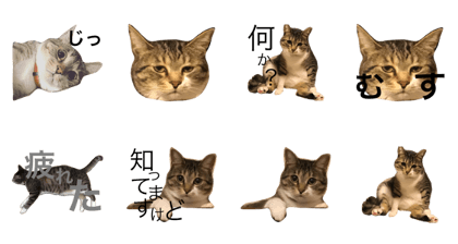 Grumpy Cat "Mercoledi" Grumpy Cat "Mercoledi"