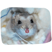 Hamsters will appeal to something Hamsters will appeal to something