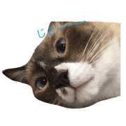 Chibi-chan of socks cat Chibi-chan of socks cat