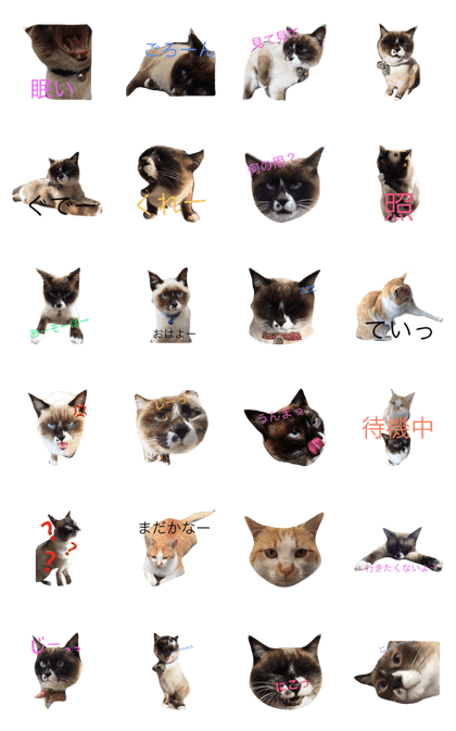 Chibi-chan of socks cat Chibi-chan of socks cat