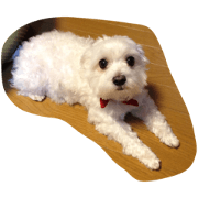 chukensaku chukensaku