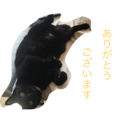 my cat's name is KUMA my cat's name is KUMA