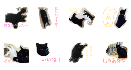 my cat's name is KUMA my cat's name is KUMA