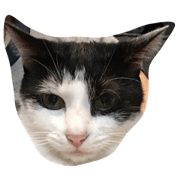 happy cat cat cat happy cat cat cat