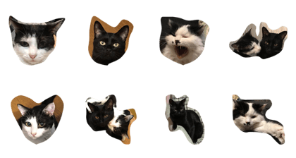 happy cat cat cat happy cat cat cat