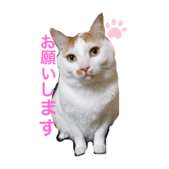 にゃんニャン87