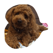 Toy poodle .JOY
