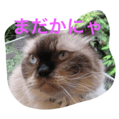 nyaaa 2