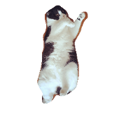 she name is anzu she name is anzu