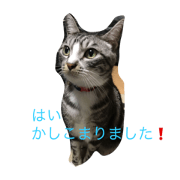 nekozanmai