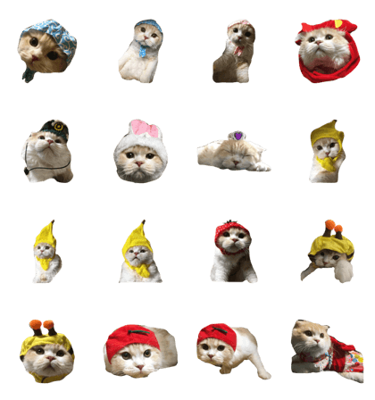 NOA is the name of the cat.