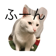 4 cats are my family.