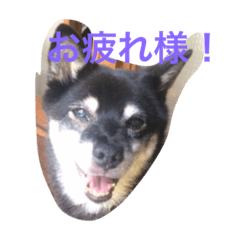 cherry_kuroshiba