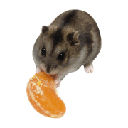 I am kodama. I am kodama.