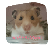 hamu business hamu business