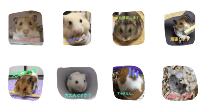 hamu business hamu business