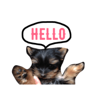 dogs.yokie dogs.yokie